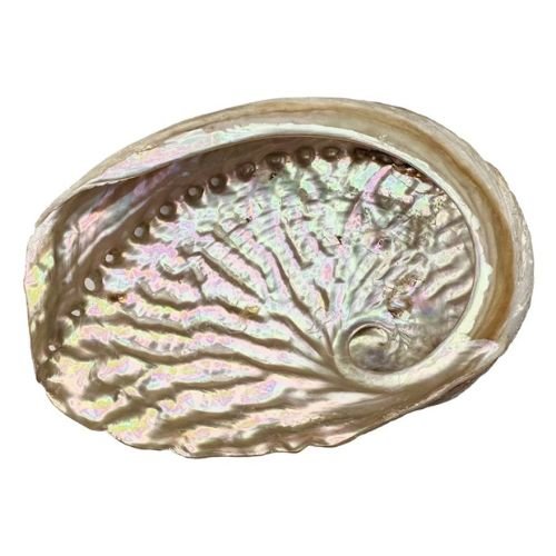 Coquille d'ormeau d'Australie 13-15cm, sur fond blanc