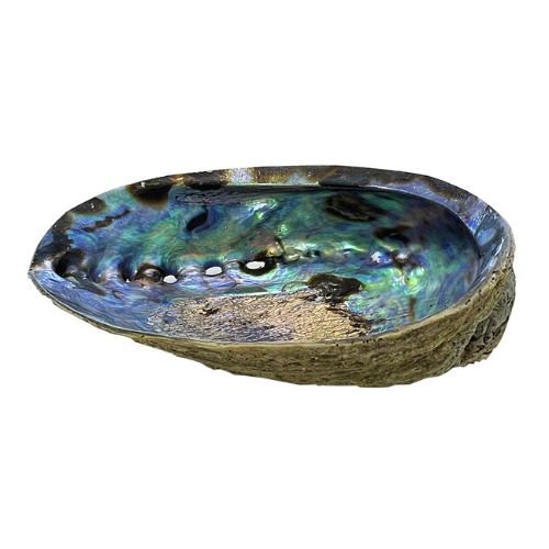 Porte encens coquille d'ormeau 12-14cm, sur fond blanc