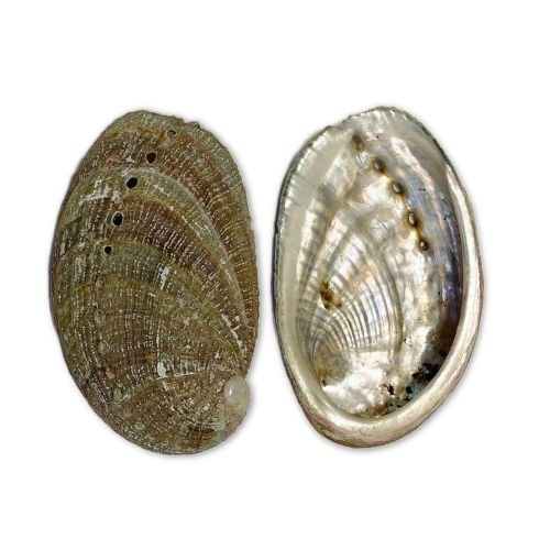 Portes encens coquille d'ormeau 5x3cm, sur fond blanc