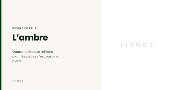 L’ambre — Quarante-quatre millions d’années, et ce n’est pas une pierre.